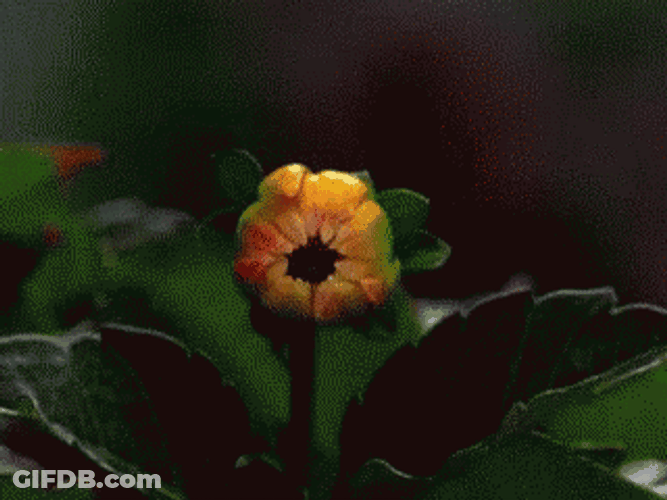 Pink Dahlia Flower Blooming GIF