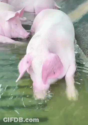 Pink-Eared Pig Swimming In Pool With Heely GIF