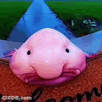 Pink Fish Sitting On Welcome Mat GIF