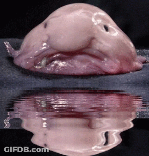 Pink Fish Smiling Reflection In Water GIF