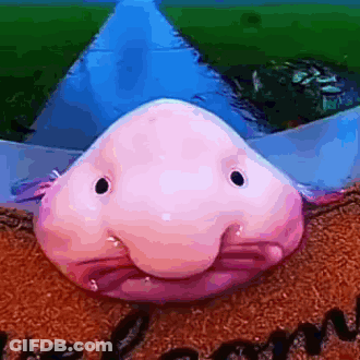 Pink Fish With Large Nose On Welcome Mat GIF