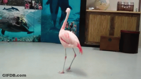 Pink Flamingo In Front Of Dolphin Display GIF