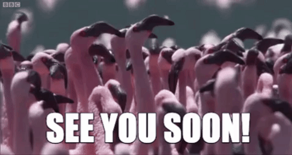Pink Flamingo See You Soon GIF