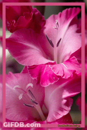 Pink Flower 6 Collections Design GIF