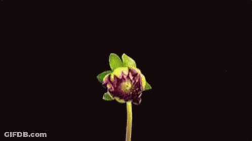 Pink Flower Close Up Against Black Background GIF