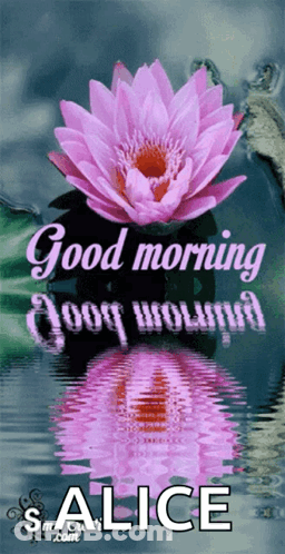 Pink Flower Good Morning Salice GIF