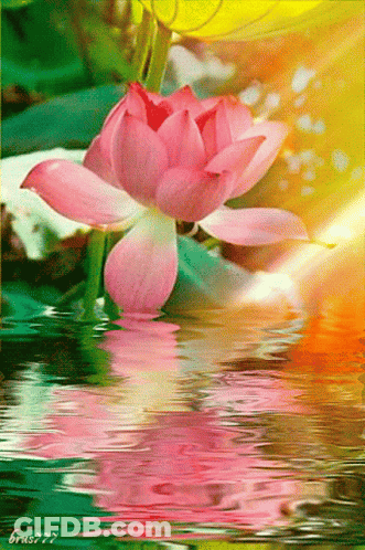 Pink Flower Reflected In Water GIF