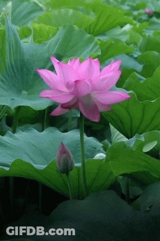 Pink Flower Surrounded By Green Leaves GIF