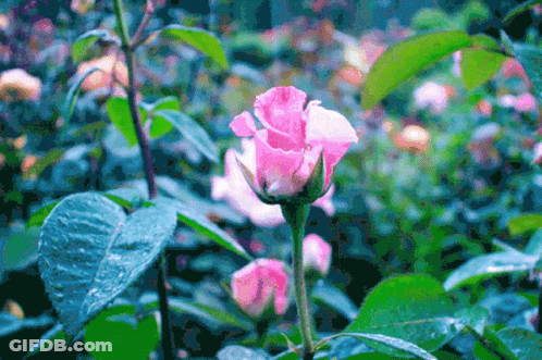 Pink Flower Surrounded By Green Leaves GIF