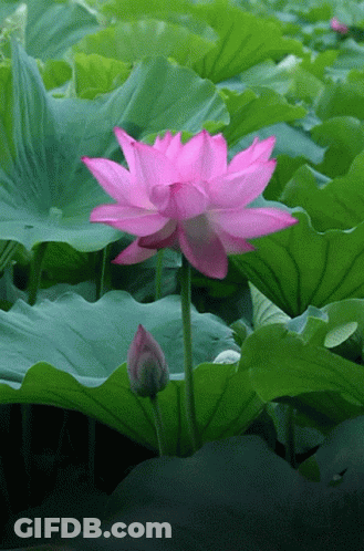 Pink Flower Surrounded By Green Leaves GIF