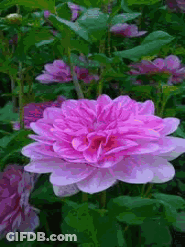 Pink Flower Surrounded By Green Leaves GIF
