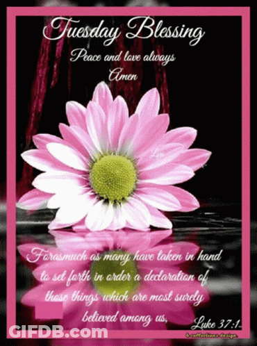 Pink Flower Tuesday Blessing Peace Love GIF