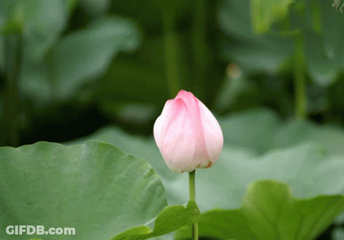 Pink Flower With Green Background GIF