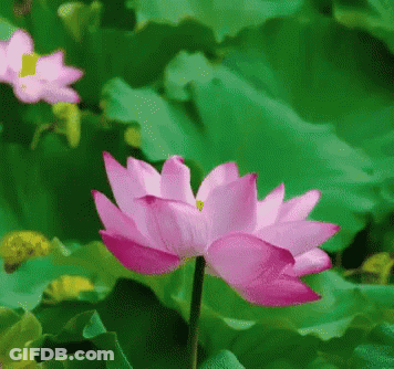 Pink Flower With Green Leaves GIF