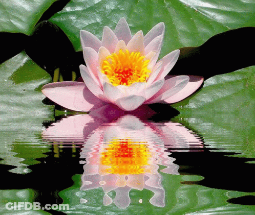 Pink Flower With Yellow Center Floating GIF