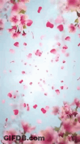 Pink Flowers Are Falling From A Tree Against A Blue Sky GIF