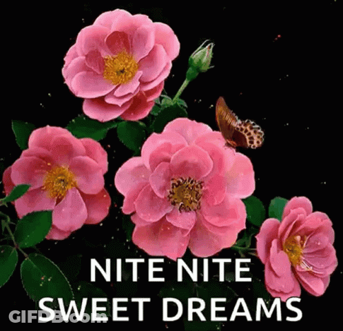Pink Flowers Butterfly Nite Nite Sweet Dreams GIF