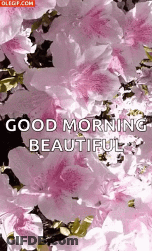 Pink Flowers Good Morning Beautiful GIF