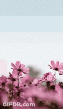 Pink Flowers In Field GIF