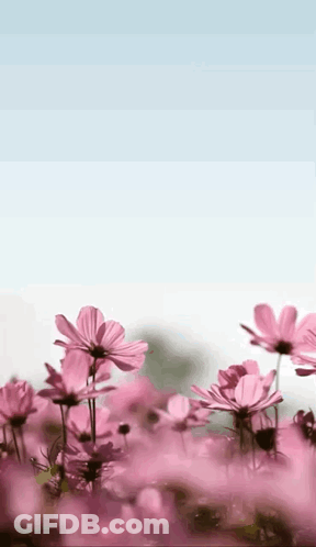 Pink Flowers In Field With Blue Sky GIF