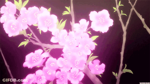 Pink Flowers On Tree Branch Black Background GIF