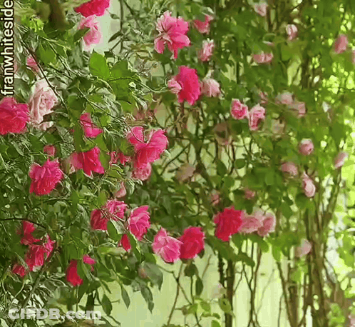 Pink Flowers On Vine Franwhiteside GIF