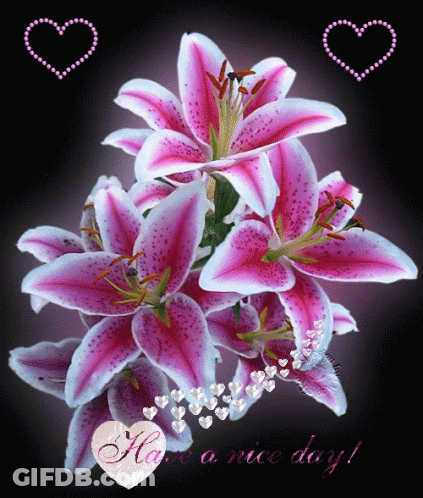 Pink Flowers Saying Have A Nice Day GIF