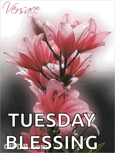 Pink Flowers Tuesday Blessing GIF