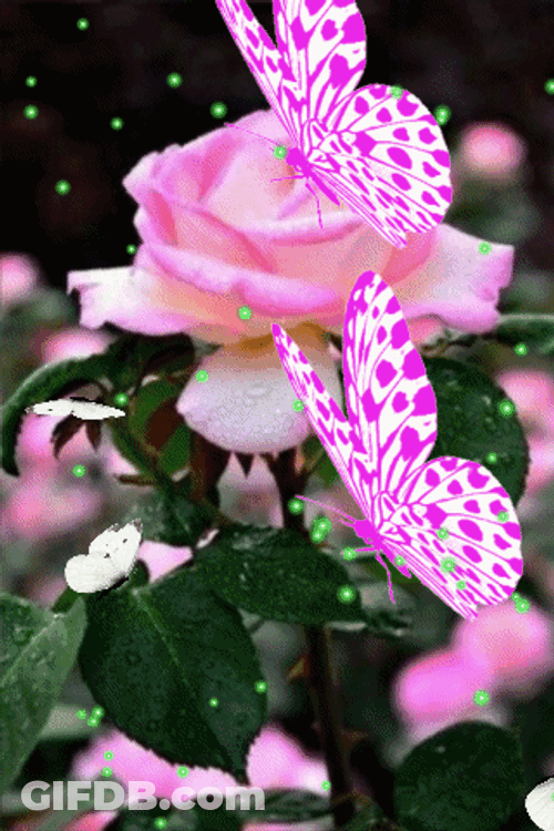 Pink Flowers With Flying Butterflies GIF