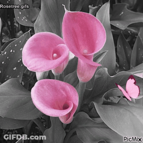Pink Flowers With Pink Butterfly GIF