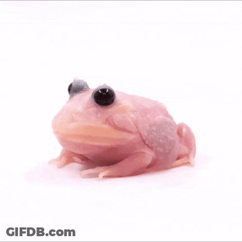 Pink Frog With Black Eyes Sitting GIF