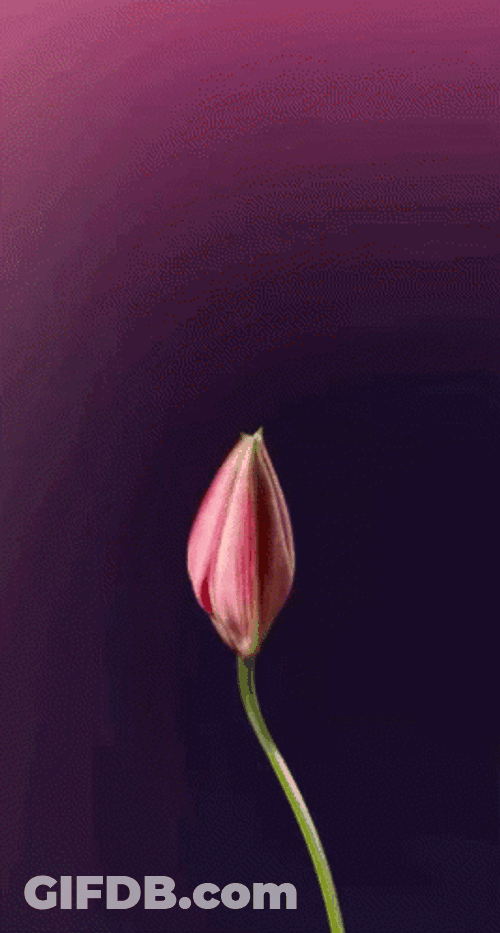 Pink Lily Flower Blooming GIF