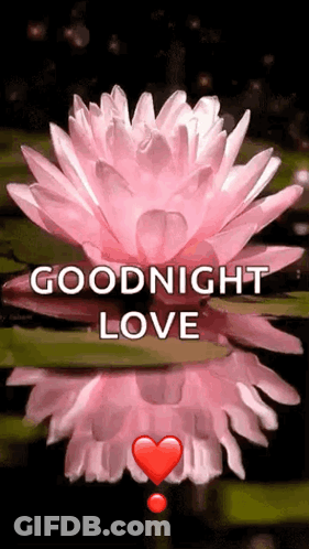Pink Lotus Flower Goodnight Love GIF
