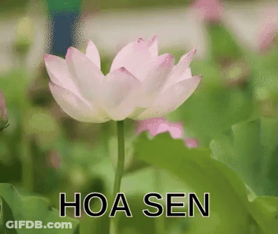 Pink Lotus Flower Hoa Sen GIF