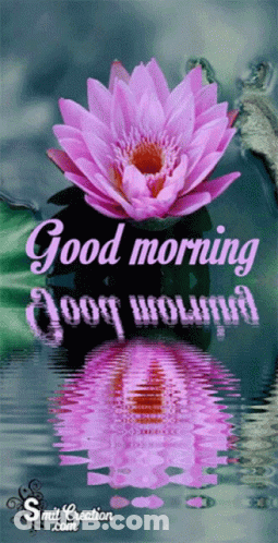 Pink Lotus Flower Reflecting In Water GIF