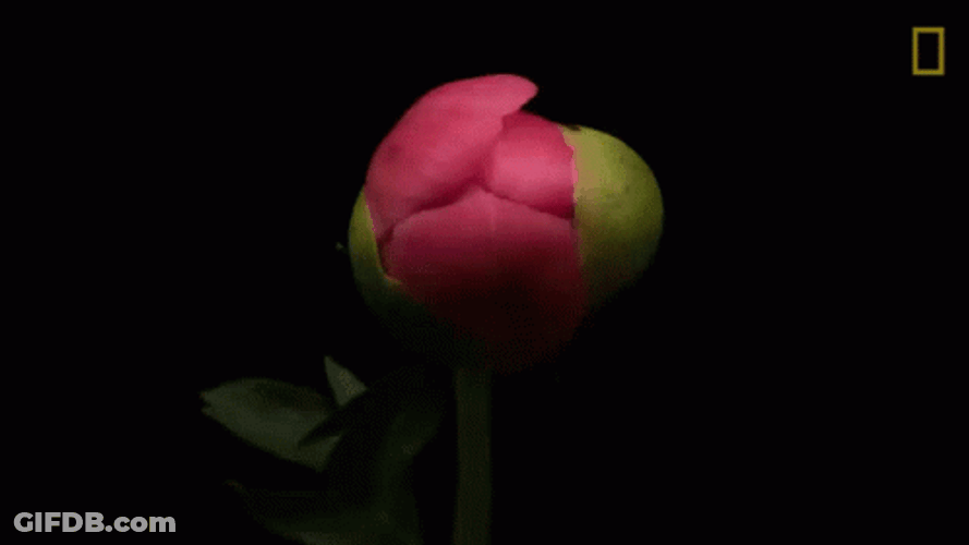 Pink Peony Flower Blooming GIF