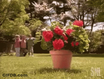 Pink Potted Plant With Red Flowers GIF