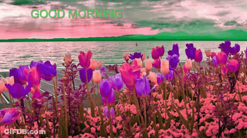 Pink Purple Flowers Over Water Good Morning GIF