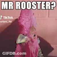 Pink Rooster In Front Of Pink Wall Saying Mr Rooster GIF