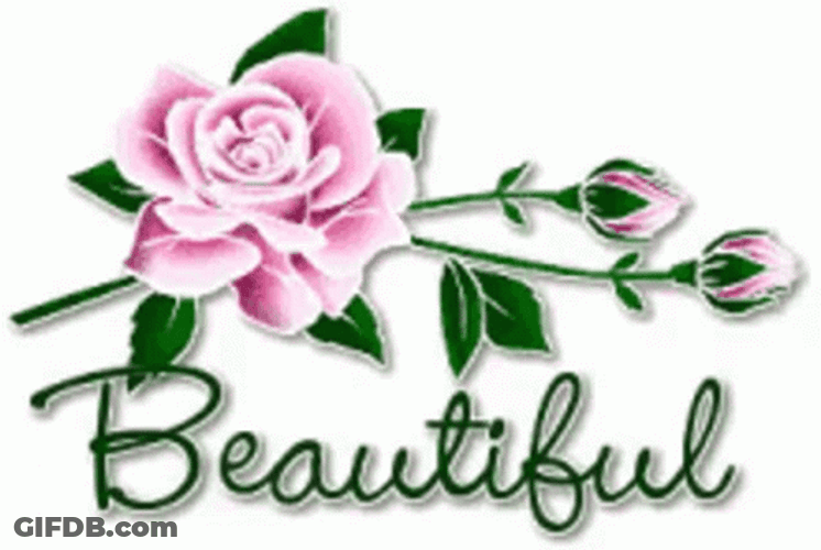 Pink Rose Beautiful Gorgeous Text Animation GIF
