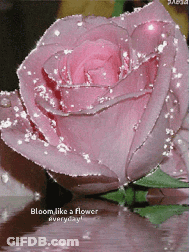 Pink Rose Bloom Like A Flower Everyday GIF