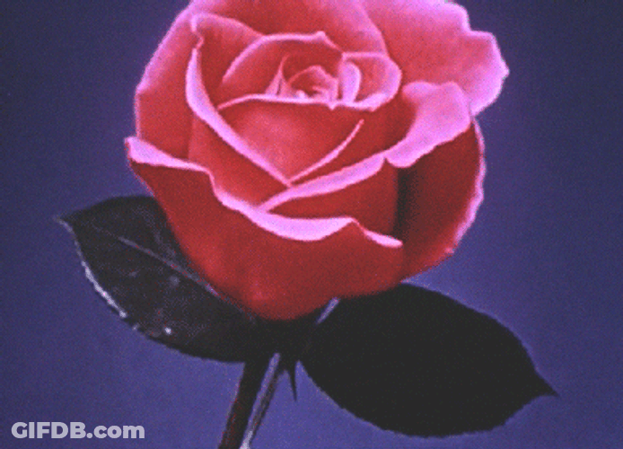 Pink Rose Blooming GIF