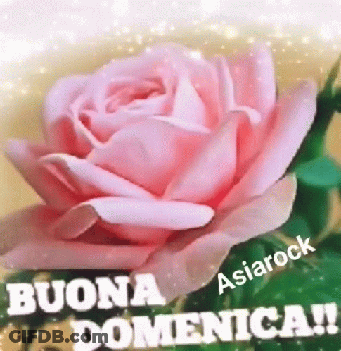 Pink Rose Buona Domenica GIF