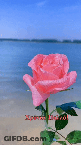 Pink Rose By Water With Greek Greeting GIF