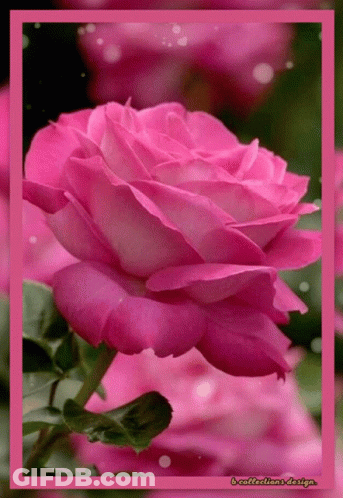 Pink Rose Close Up With Reflections Watermark GIF