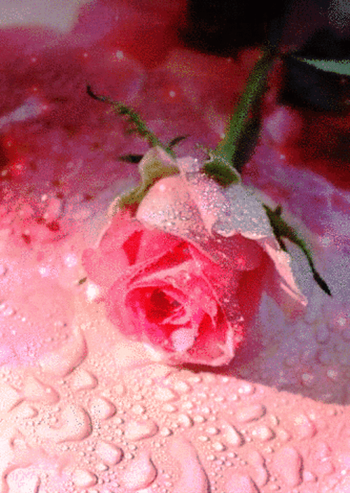 Pink Rose Flower GIF