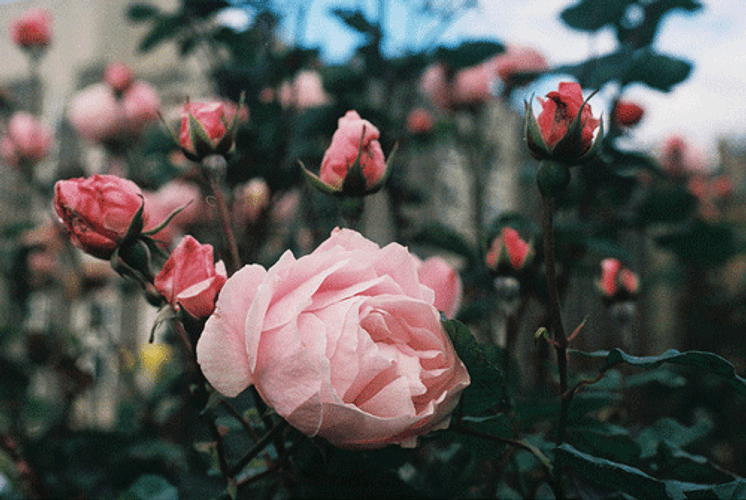 Pink Rose Flowers GIF
