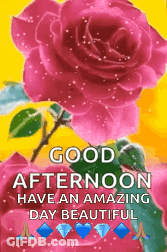 Pink Rose Good Afternoon Have Amazing Day Beautiful GIF