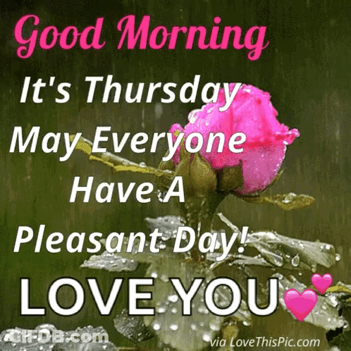 Pink Rose Good Morning Thursday GIF