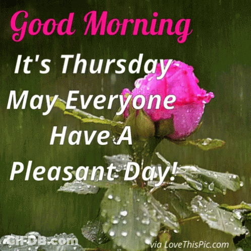 Pink Rose In Rain With Good Morning GIF